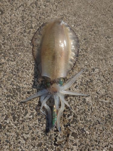 アオリイカの釣果