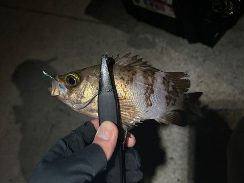 メバルの釣果