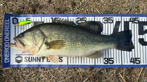 ブラックバスの釣果
