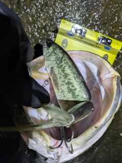 アカメの釣果