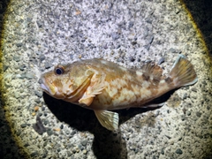 アラカブの釣果