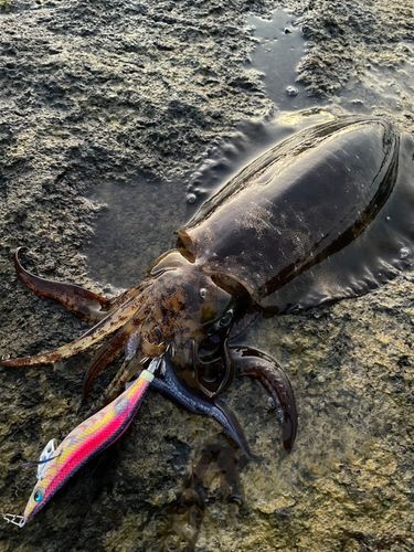 アオリイカの釣果