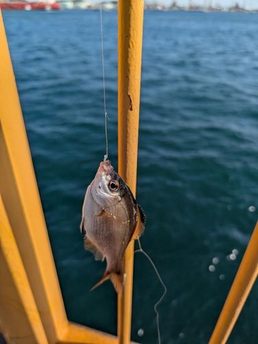 ウミタナゴの釣果