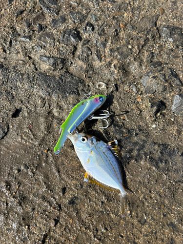 ヒイラギの釣果