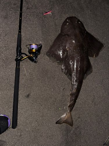カスザメの釣果