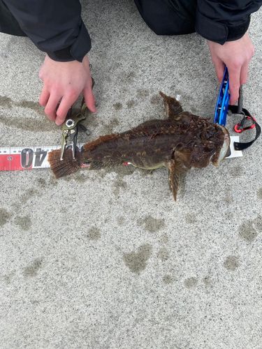 ケムシカジカの釣果