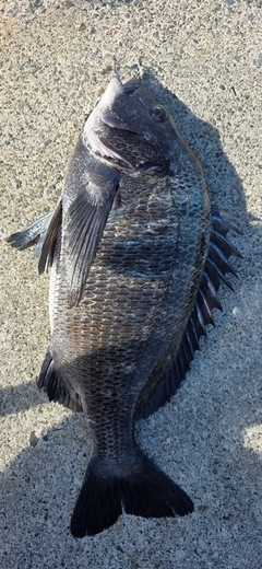 チヌの釣果