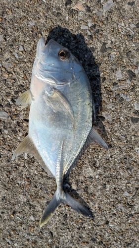 ロウニンアジの釣果