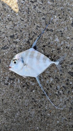 イトヒキアジの釣果