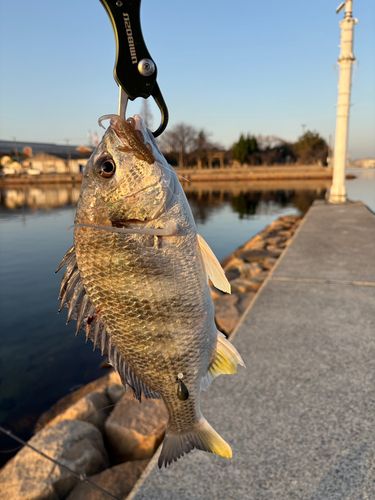 キビレの釣果