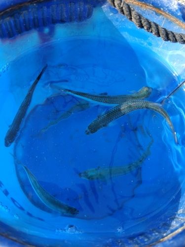 トウゴロウイワシの釣果