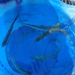 トウゴロウイワシ