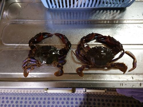 若洲海浜公園海釣り施設