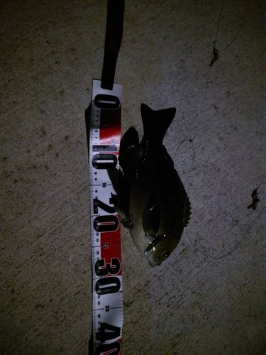 金沢水際線緑地（福浦岸壁）