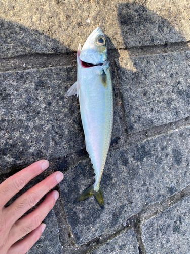 サバの釣果