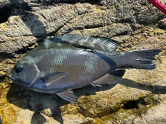 メジナの釣果