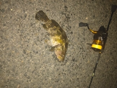 タケノコメバルの釣果