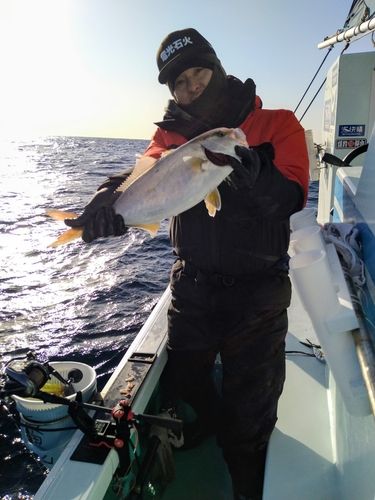 カンパチの釣果