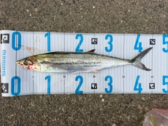 サゴシの釣果