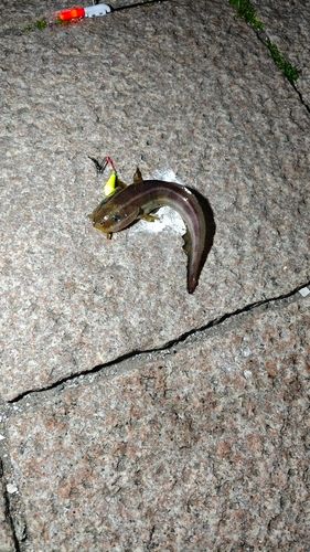 ゴンズイの釣果