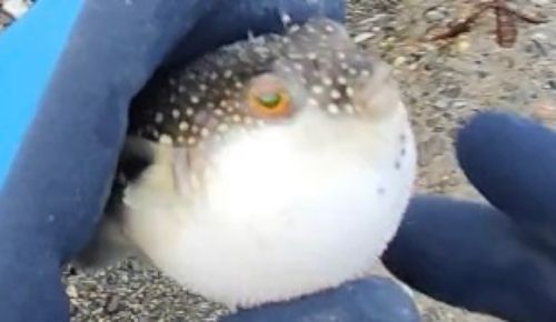 クサフグの釣果