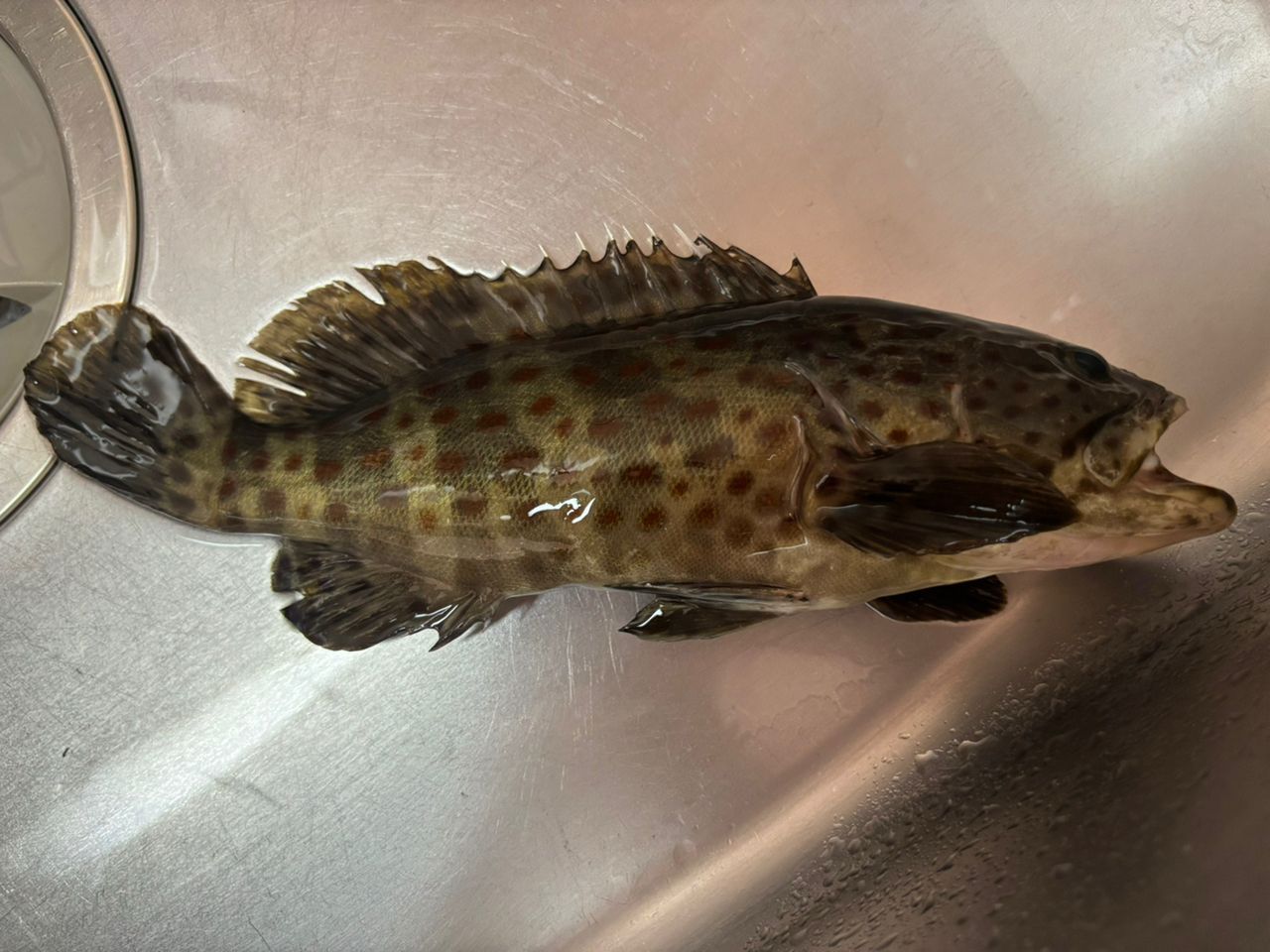 チャイロマルハタ