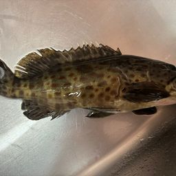 チャイロマルハタ