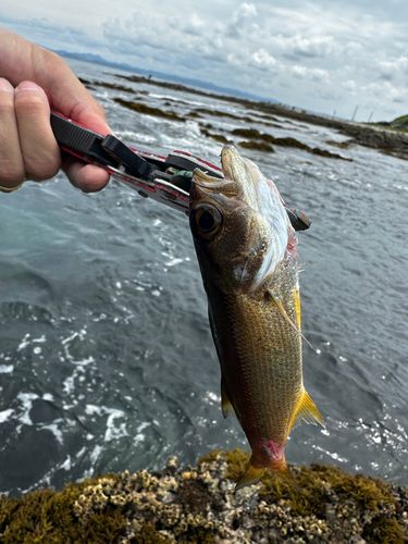 クロムツの釣果