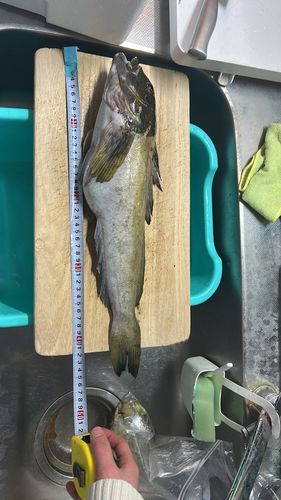 三陸海岸（青森）