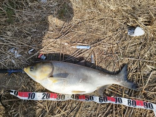 ハクレンの釣果