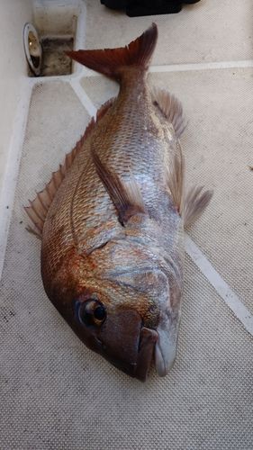 サノヤスドック