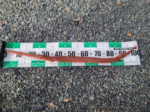 アカヤガラの釣果