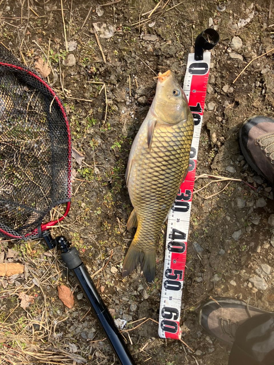 DAIWA 22ブレイゾン C66MH-2・STの最安値・インプレ・釣果 | 本音の