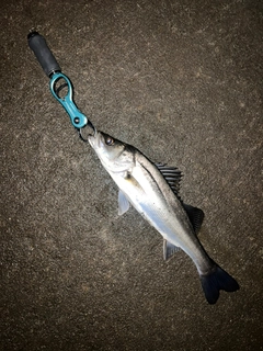 フッコ（マルスズキ）の釣果