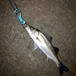 フッコ（マルスズキ）