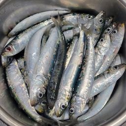 イワシ