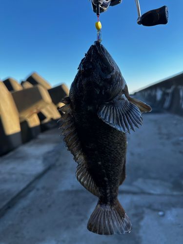 クロソイの釣果