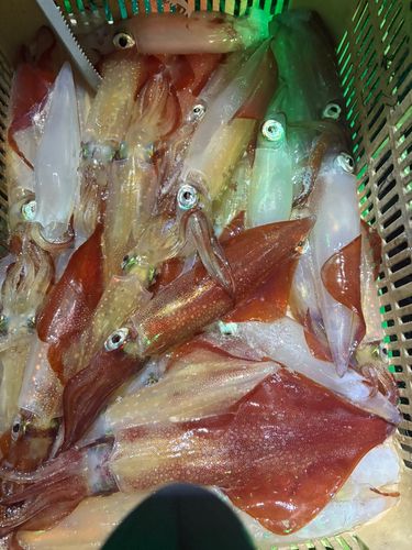 アカイカの釣果