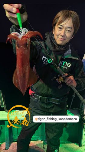 アカイカの釣果