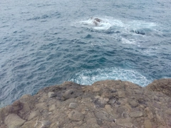 クロソイの釣果