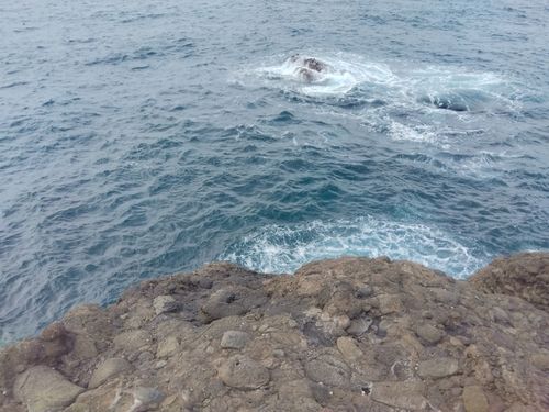 クロソイの釣果