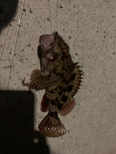 金沢水際線緑地（福浦岸壁）