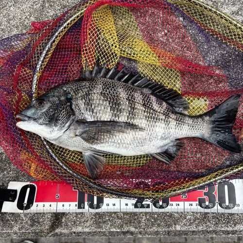 クロダイの釣果