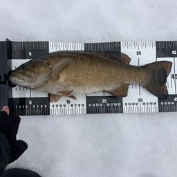 スモールマウスバス