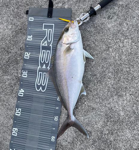 カンパチの釣果