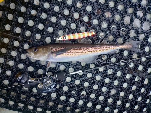 スケトウダラの釣果