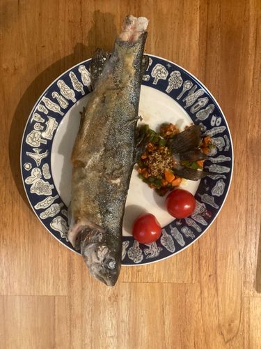 ニジマスの釣果