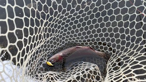 ニジマスの釣果