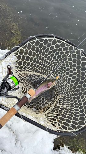 ニジマスの釣果