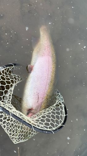 ニジマスの釣果